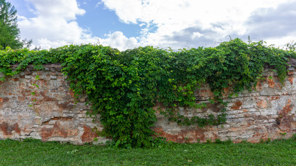 Fototapeta na wymiar Old red brick brick wall with wild grapes