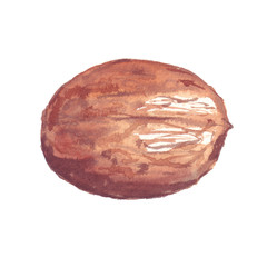 Inshell brown walnut fruit used as a spice. Watercolor illustration painted on a white background.