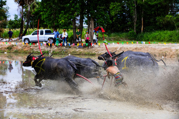 CHONBURI THAILAND - July 21,2019 : Buffalo racing festival which is held annually held by farmers to conserve water buffalos at Chonburi Province Thailand.