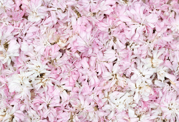 Fototapeta premium Pink wild flower buds textured background, summer field blossom, floral pattern for your design closeup, flat lay, overhead top view