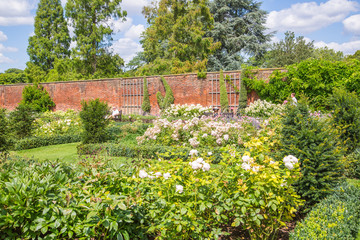 English nature, flowers and plants. English garden.