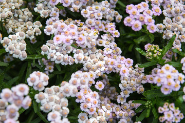English nature, flowers and plants. English garden.