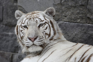 tigre blanc