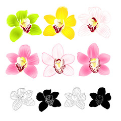 Tropical Orchid Cymbidium green pink yellow white flower realistic  and outline and silhouette on white background vintage vector illustration editable hand draw