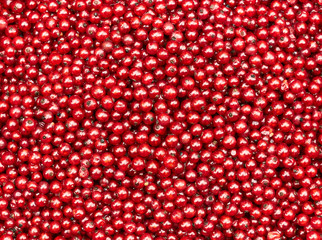 Red currand berries textured background, bright red color natural backdrop for your design, closeup, flat lay, overhead top view from above