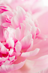 Fototapeta premium Pink peony flower