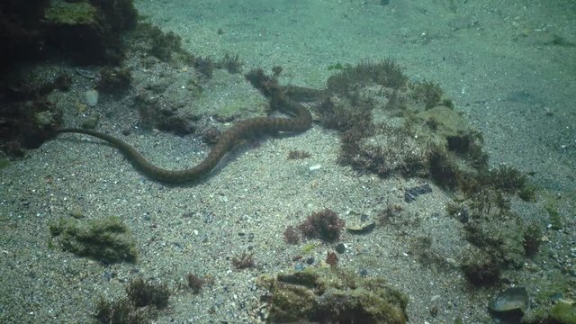 The dice snake (Natrix tessellata) hunts fish underwater. European nonvenomous snake belonging to the family Colubridae, subfamily Natricinae.