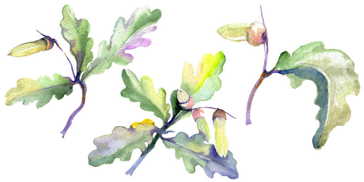 Forest acorn green leaf and nut. Watercolor background illustration set. Isolated oak illustration element.