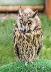 beautiful brown owl bird sitting on grass and looking, closeup portrait