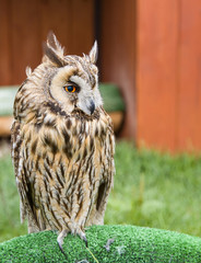 beautiful brown owl bird sitting on grass and looking, closeup portrait
