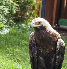 beautiful bird predator eagle sits on the grass and looks, closeup portrait