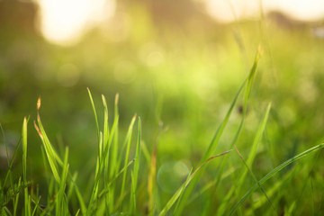 grass background