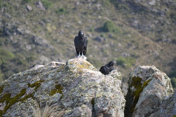 blacj bird
