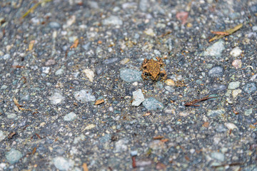 Tiny young Western Toad migrating across the Lost Lake Trail from Lost Lake to the Alpine Forest,...