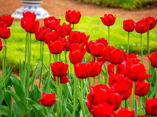 Fototapeta premium Multi Colored Tulip field