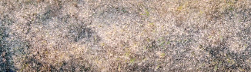 Grass texture background top view.