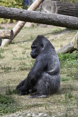 gorille