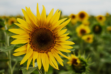 Closeup flower of a young sunflower on a field background