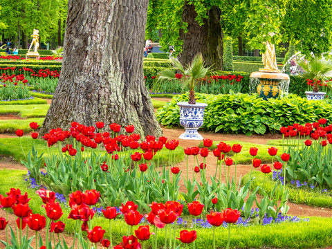 Multi Colored Tulip field