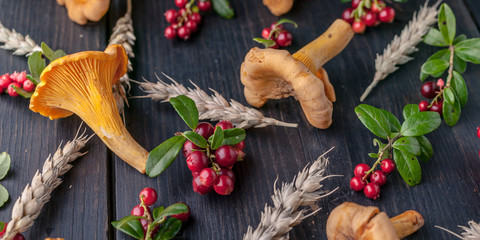Food banner wild forest mushrooms, wild berries and wheat on a dark wooden background. Close-up