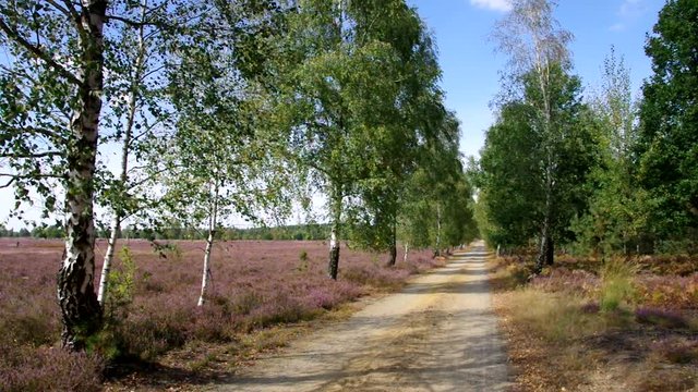 bl&uuml;hende Heidelandschaft im Sp&auml;tsommer mit Wanderweg