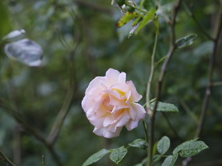 real wild roses