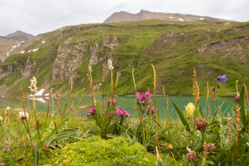 idyllischer Bergsee mit Alpenflora