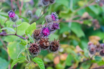 purple inflorescences of burdock with leaves on a background of green grass on a summer day close-up