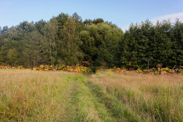 the village road through the field smoothly turns towards the green forest under the blue sky on a summer day