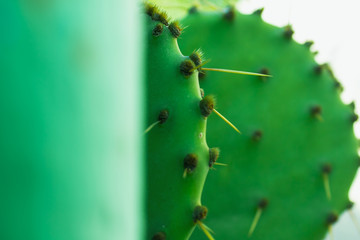 caterpillar on a leaf