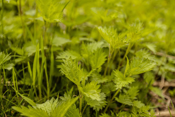 Green Nettle Leaves.