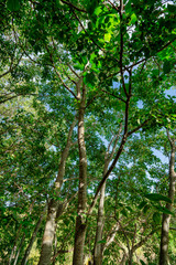 Obraz premium Arbol 