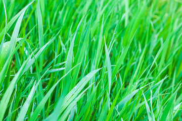 Texture of fresh green grass on a meadow or field plain background. Vegetation has grown after the rain. Raindrops on the grass. Protecting the ecosystem and the environment.