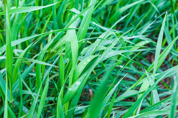 Texture of fresh green grass on a meadow or field plain background. Vegetation has grown after the rain. Raindrops on the grass. Protecting the ecosystem and the environment.