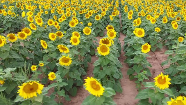 sunflowers in bloom out in the country side