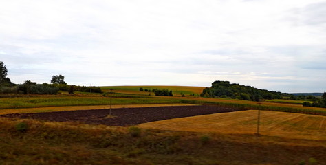 rural landscape with wheat field and blue sky