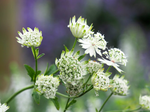 White flowers of astrantia major, masterwort, Apiaceae. Summer  garden