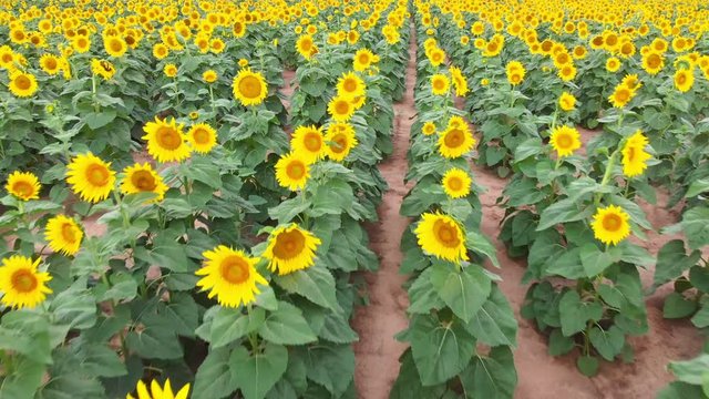sunflowers in bloom out in the country side