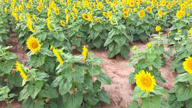 sunflowers in bloom out in the country side