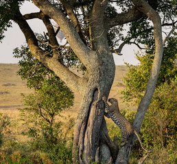 Fototapeta na wymiar Leopard up a tree
