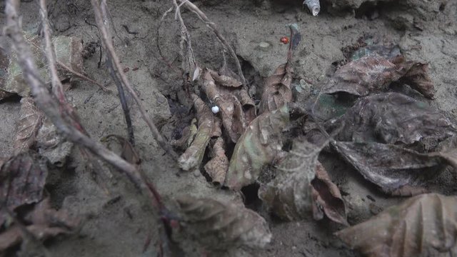 The female Wolf spider (Lycosidae) carries the cocoon with eggs, male is moving on a parallel course. Reproductive behavior