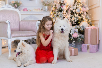  Girl and samoyed husky dog. Christmas