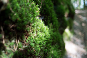 In the summer forest. Sunny day
