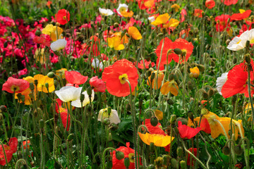 Poppy flowers in the garden
