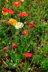 Obraz premium Poppy flowers in the garden
