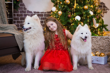  Girl and samoyed husky dog. Christmas