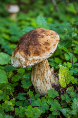 close-up photo mushroom in the forest