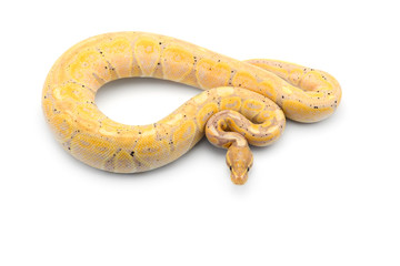 The royal python isolated on white background