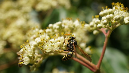 Natur