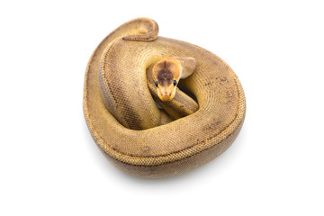 The royal python isolated on white background
